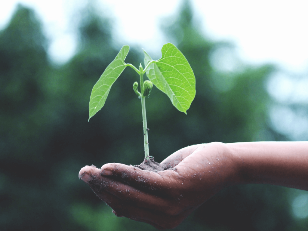 A child's hand holding soil with a single plant sprouting out of it