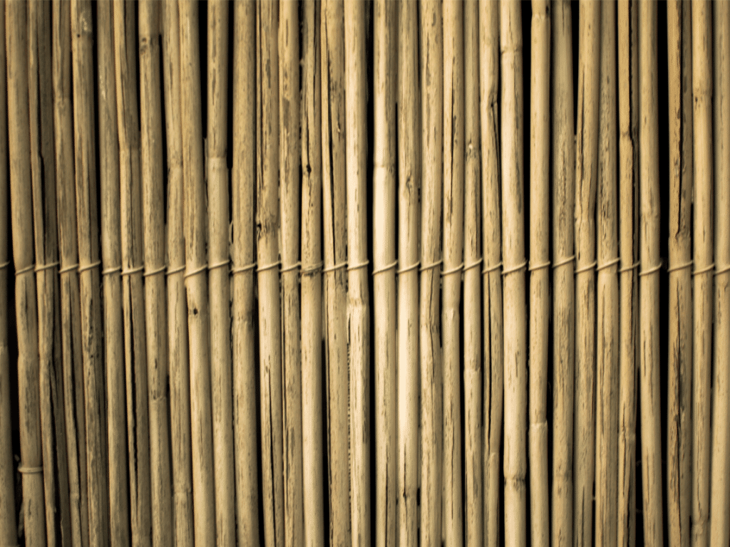 Rows of brown bamboo sticks