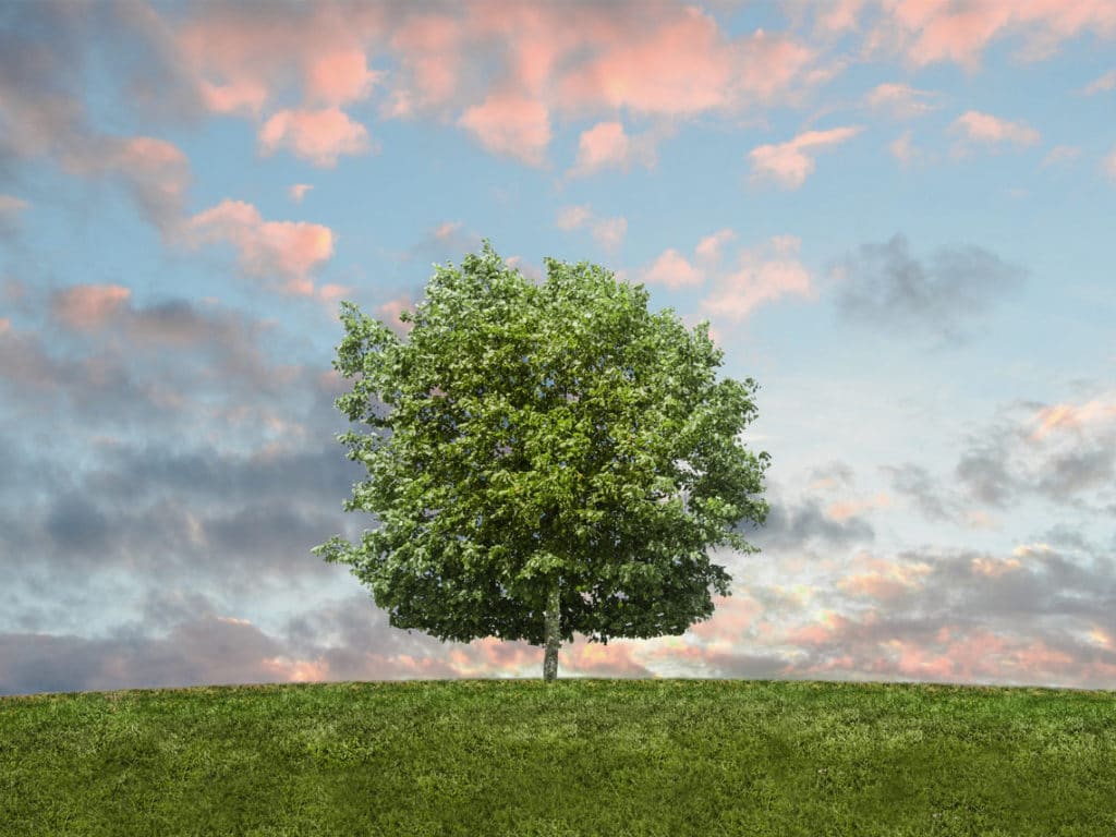 A single round tree standing in the middle of a field with a cotton candy sky in the background