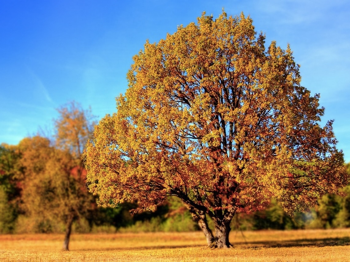 tall Autumn trees on a clear day