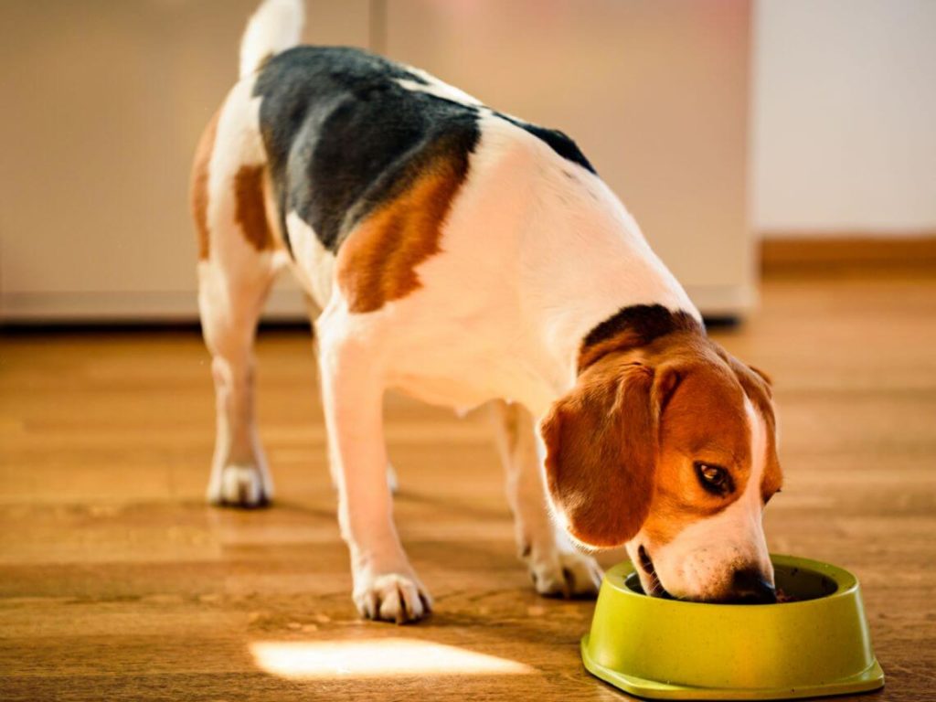 A dog is eating out of his food dish pet packaging