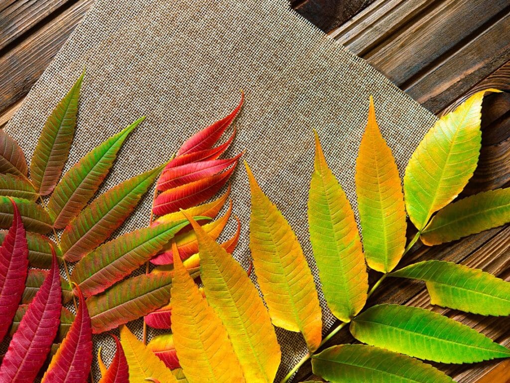Seasonal Shift
